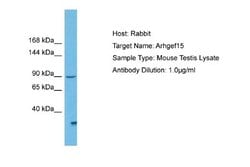 ARHGEF15 Rabbit anti-Mouse, Polyclonal, Novus Biologicals 0.1 mL | Buy Online | Novus Biologicals | Fisher Scientific